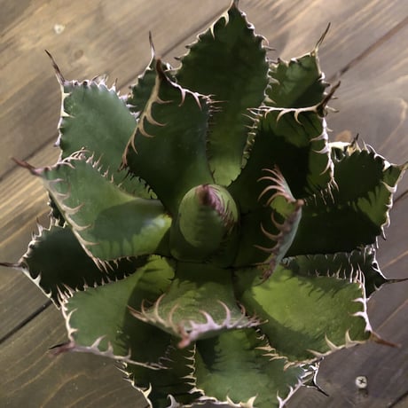agave    horrida《M   size》