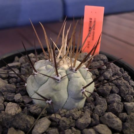 copiapoa   cinerea  長刺白棘黒王丸《小さめM size》希少‼︎※現地球株カキ仔自根株‼︎※mad black bowl pot植え