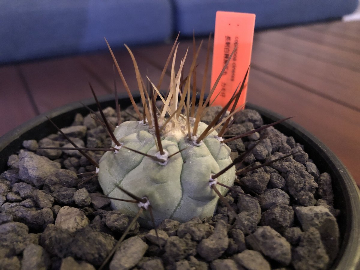 copiapoa cinerea 長刺白棘黒王丸《小さめM size》希少‼︎※現地