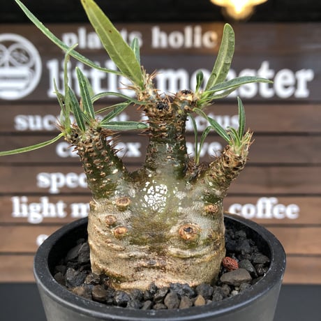 pachypodium  gracilius《大きめS size》激希少‼︎極green肌※現地球発根済株※店主国内管理2年株※手を開いたような良き枝振りな低重心樹形※mad black pot植え