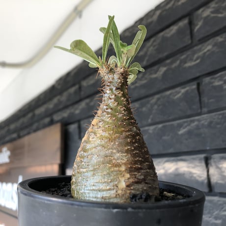 pachypodium gracilius《S size》希少‼︎green &brown肌＆現地焼け※現地球発根後店主国内管理3年株※味深きcontrastが堪らない※mad black pot植え