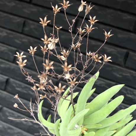 tylecodon reticulatus《L size》※現地球発根済株※店主国内管理6年株※棘も美しく残り幹極太な良樹形‼︎impact抜群な一株※mad black bowl pot植え
