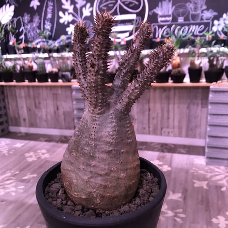 packypodium  gracilius《M  size》※現地球発根済株‼︎※四つ枝で大変balance良き株のぼってり感も主張された選抜株‼︎手乗りサイズ‼︎※mad black pot植え
