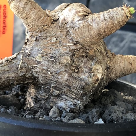 euphorbia  itremensis 《L size》※現地球発根後店主国内管理5年株※極太塊根を持ちweight低く大変将来有望な良樹形※mad black bowl pot植え