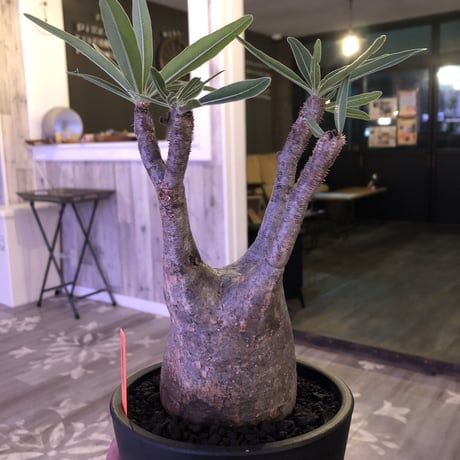 packypodium  gracilius《大きめ M size》※現地球株  発根済み株‼︎  （限定1株）ぼってり感と丁度良いサイズ感‼︎ ※mad black pot植え