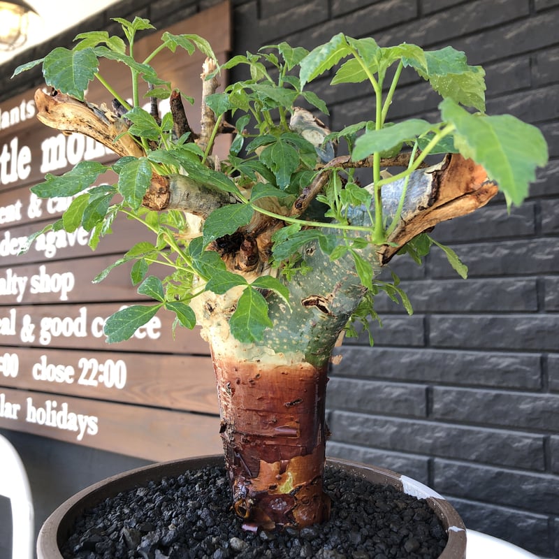 commiphora holtziana《LL size》驚愕‼︎極太株第二弾‼︎※現地球 commiphora holtziana《LL size》驚愕‼︎極太株第二弾‼︎※現地球