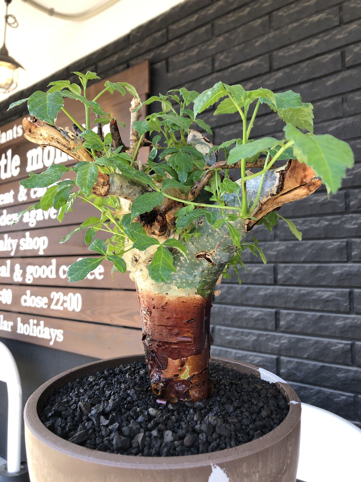commiphora holtziana《LL size》驚愕‼︎極太株第二弾‼︎※現地球 commiphora holtziana《LL size》驚愕‼︎極太株第二弾‼︎※現地球