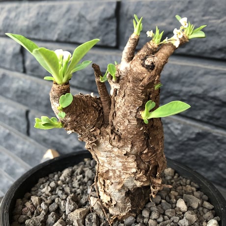 euphorbia    itremensis《M size》おススメ株‼︎   mad  black  pot植え