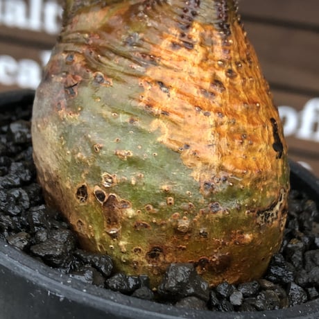 pachypodium gracilius《 M size》希少green & 激しい現地焼け※現地球発根後店主国内管理1年株※2色混在特化した装いが堪らない※mad black bowl pot植え