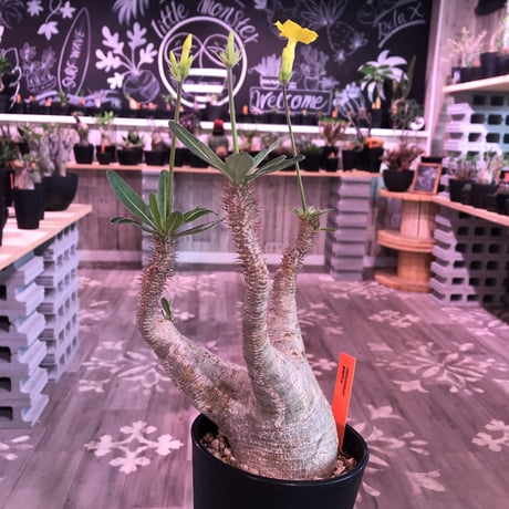 packypodium  gracilius《大きめ M size》※現地球株  発根済み株‼︎  （限定1株）極上白肌美株‼︎  ※mad black pot植え