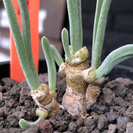 monilaria  pisiformis《大きめS size》※現地球発根後店主国内管理3年株※モニラリア属（激希少最上位種）冬型caudex※mad black pot植え