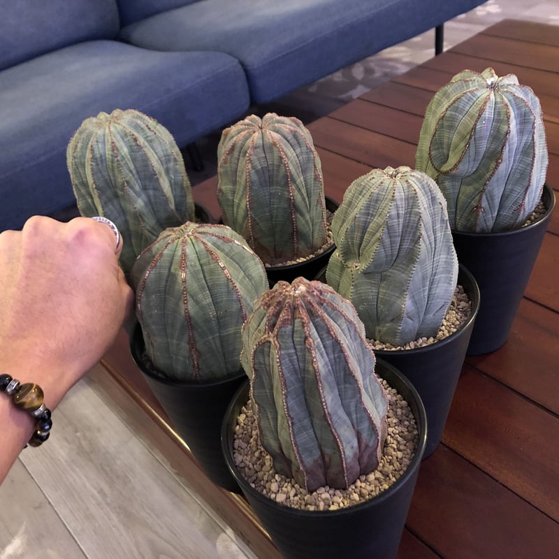 選抜株 木質 希少 ユーフォルビア オベサ Euphorbia obesa 美形 超美形美模様 扁平アロー】輸入株 ユーフォルビア・オベサ