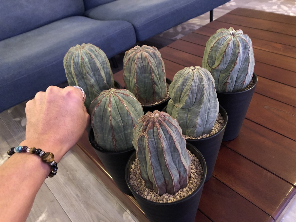 【美株】ユーフォルビア オベサ（ブラック） Euphorbia ※1株限定 オールド】ユーフォルビア・オベサ 中株 Euphorbia obesa - HANS
