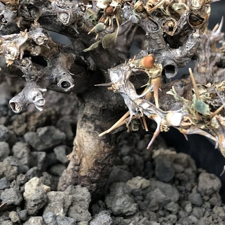 sarcocaulon  vanderietiae《大きめM size》※現地球発根後店主国内管理3年株※希少春秋型種‼︎weight低く枝間密な纏まり良き一株※mad black pot植え