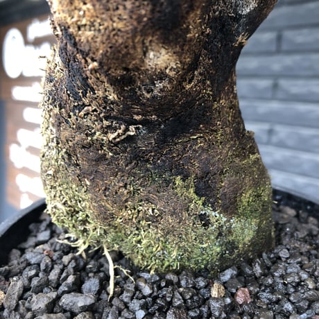 xerophyta  trichophylla《S size》※現地球発根済株※驚愕強靭株※幹太め&限りなくweightはlow‼︎これでもかわいい小振りサイズ※mad black pot植え