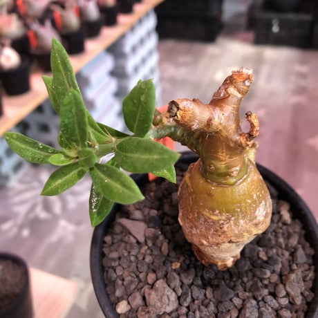 packypodium bispinosum 《S size》※現地球発根済株※肌色が濃く株元がぷっくりまん丸なかわいさ＆wildなエグれを持つ一株※mad black bowl pot植え