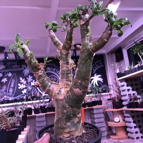 tylecodon  paniculatus 《太めM size》店主3年管理株‼︎ 激推し株‼︎　※mad black pot植え