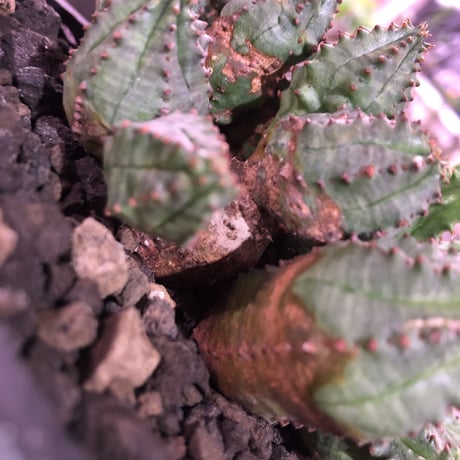 euphorbia    globosa《M size》木質化した群生株‼︎※mad black pot植え