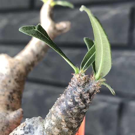 pachypodium gracilius《大きめS size》※ping-beige迷彩肌※現地球発根後店主国内管理3年株※特化したピンクベージュ肌が堪らない一株※mad black pot植え