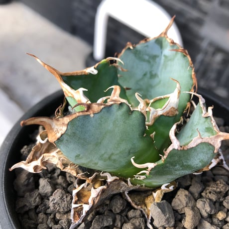 agave titanota  白鯨陽炎type《M size》※現地球株発根済※ウネウネ強き鋸歯に幅広肉厚タイプ※black pot植え