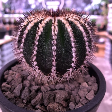 uebelmannia   pectinifera《M size》360度球体極美株‼︎  上品な趣高き１株‼︎店主管理6年株‼︎※mad black pot植え