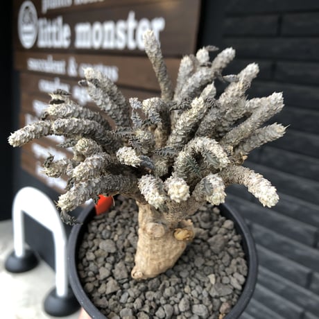 euphorbia tulearensis《 L size》※現地球発根済株※驚愕‼︎bigサイズ‼︎希少性激高塊根ユーフォルビア‼︎大振り＆枝振りも半端なき一株※mad black pot植え