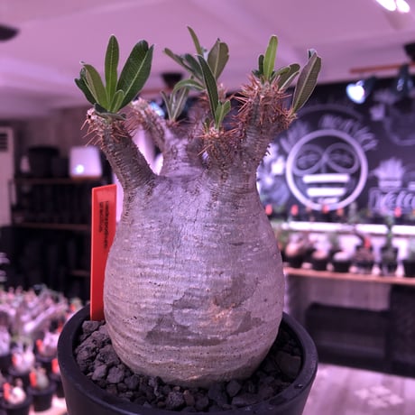 pachypodium  gracilius《M size》極短枝＆ぼってり樹形※現地球発根済株※店主国内管理3年株※美肌でとびきりぼってりなbalance良き一株※mad black pot植え
