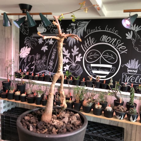 operculicarya decaryi  littmon seed🌱 《3年株》※成長早く感じ育てられる上、幹上がり仕立てのインテリア性高き一株※mad  black  pot植え