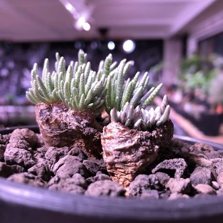 avonia   alstoni 《L L   size》※特化した塊根樹形を持つアルストニー希少大株※ mad black bowl pot植え