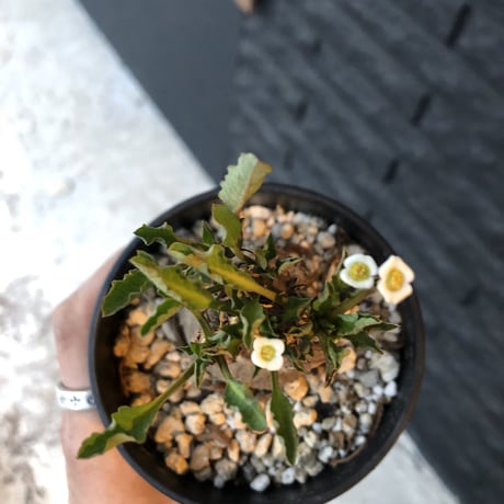 euphorbia    fish bone《M size》