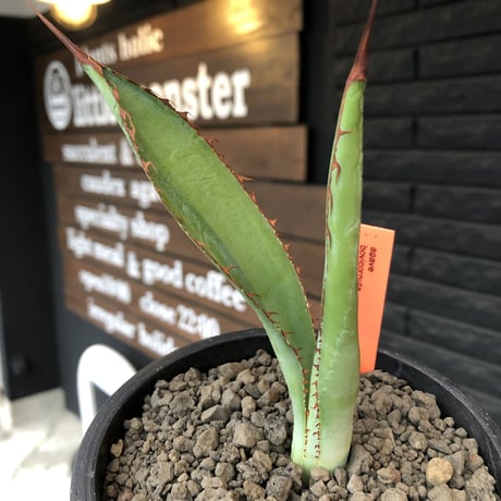 ボビコルヌータ アガベ ドライガーデン 大株　観葉植物 fit=scale-down,w=1200