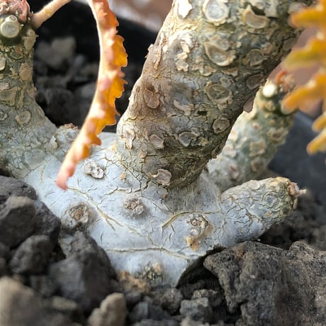 希少‼︎dorstenia  horwoodii《大きめM size》※現地球株発根済※極白肌&weight低きぼってり株元に良枝振りが堪らない※black bowl pot植え