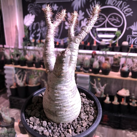 packypodium  gracilius《大きめS size》※現地球発根済※大変良き枝振りの上、ぼってり株元に白肌美株な良きグラキリス※mad black pot植え