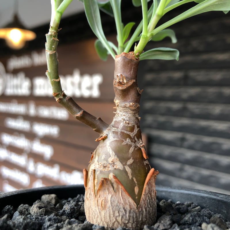 othonna pachypoda《M size》※激希少‼︎現地球株発根済※とびきりほって