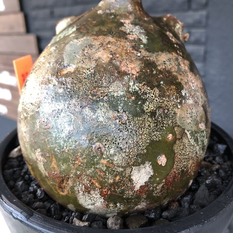 pachypodium  gracilius《L size》迷彩肌※現地球発根済株※迷彩柄に枝折れが故に提灯あんこう見たく堪らぬかわいさ‼︎ぼってり樹形選抜株※mad black bowl pot植え