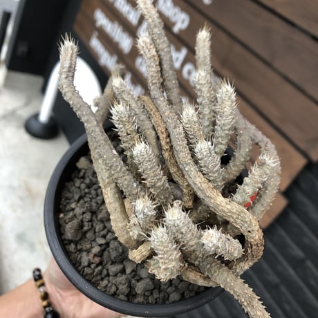euphorbia tulearensis《 L size》※現地球発根済株※驚愕‼︎bigサイズ‼︎希少性激高塊根ユーフォルビア‼︎流れる様な枝振りも半端なき一株※mad black pot植え
