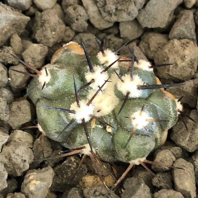 copiapoa cinerea 黒王丸《S size》※現地球株カキ仔自根株※現地球の