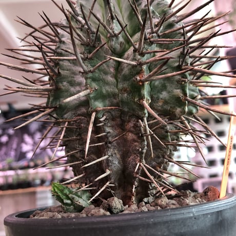 euphorbia  horrida《M size》※下部の木質化がど渋い子吹き株‼︎荒いトゲトゲがらしさ全開‼︎※mad black pot植え
