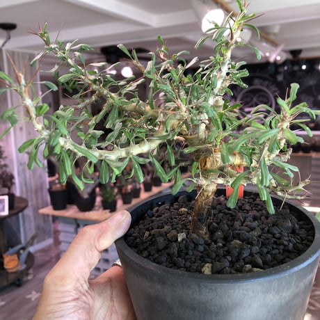 sarcocaulon  camdeboense《 L  size》※mad black pot植え　希少サルコ‼︎　開花前枝&幹が白くなります‼︎