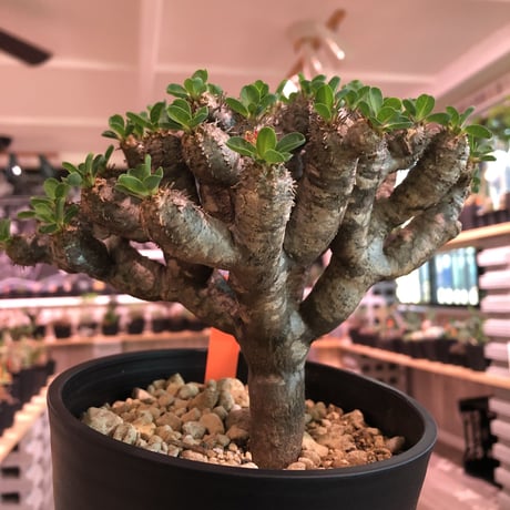 euphorbia    guillauminiana《M  size》細身でも枝数の激しい良美株‼︎