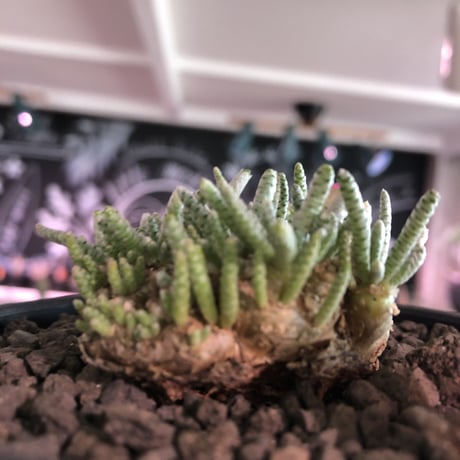 avonia   alstoni 《大きめL   size》※特化したかなり大きめ塊根を持つ希少大株アルストニー※ mad black bowl pot植え