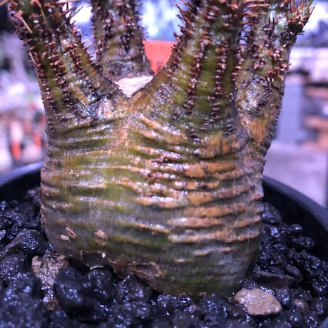 pachypodium  gracilius《大きめS size》希少green肌ぼってり樹形※現地球発根済株※店主国内管理2年株※weight＆枝振り良き将来有望株※mad black pot植え
