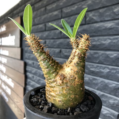 pachypodium gracilius《小さめ M size》希少green肌&二頭枝株※現地球発根後店主国内管理2年株※極グリーン肌のぼってり手乗りグラキ※mad black pot植え