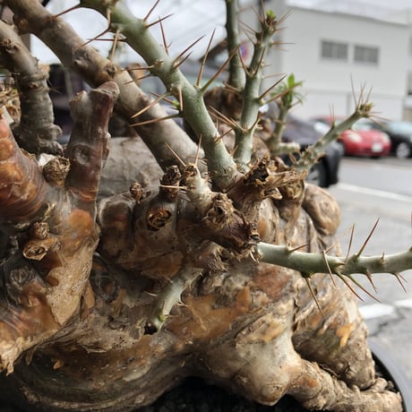 packypodium  saundersii《XL  size》現地球発根済株※店主国内管理6年株※big monster‼️年代物wild木質化驚愕株‼︎※mad black bowl pot植え