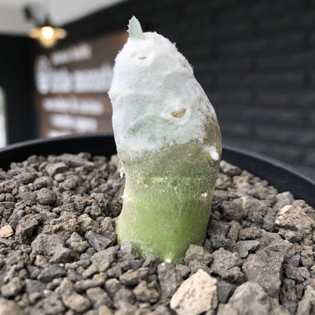 othonna   cyclophylla《大きめS size》※littmon seed🌱※白く丸々とした可愛さからの今後の成長と表皮の変色も楽しめる一株※mad black bowl pot植え