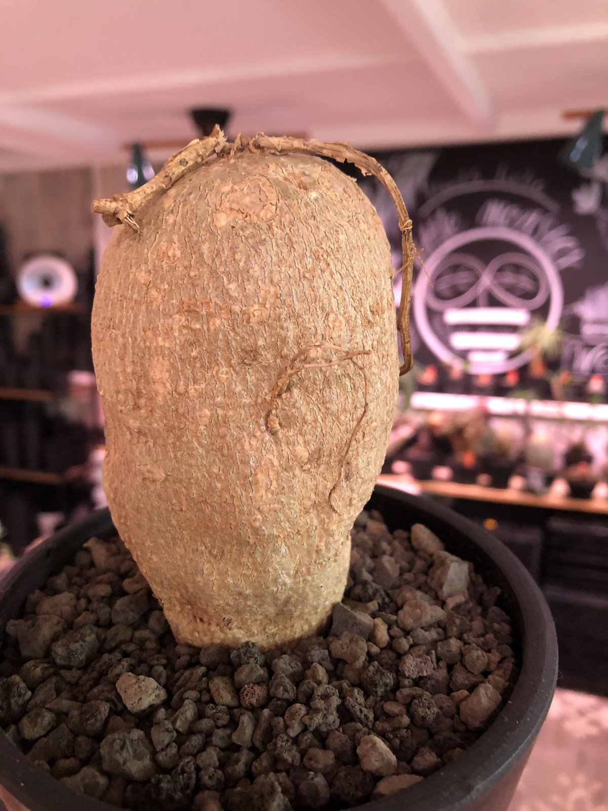 kedrostis africana《M size》※美しく綺麗な肌質が魅力なアフリカーナ‼