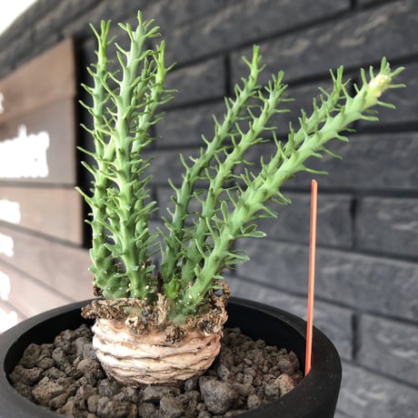 euphorbia gorgonis《M size》※現地球発根後店主国内管理2年株※人気🐙タコもの‼︎美多肉質葉&木質wild塊根の二面性が魅力※mad  black  pot植え