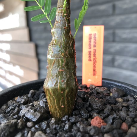 senna  meridionalis《 大きめS size》littmon seed🌱※株元も太く育ち更なる成長が楽しみな良樹形センナ※mad black pot植え
