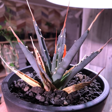 agave    utaensis  eborispina《S size》