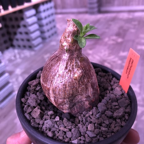 packypodium bispinosum 《S size》※現地球発根済株‼︎※ぼってり球体ビスピ‼︎まん丸で可愛い奴‼︎※mad black bowl pot植え